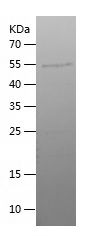    sh3rf1 / Recombinant Human sh3rf1