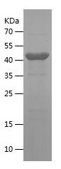    ICAM1 / Recombinant Human ICAM1