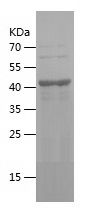    KMO / Recombinant Human KMO