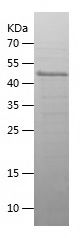    PRDM15 / Recombinant Human PRDM15