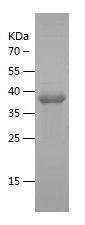    NBL1 / Recombinant Human NBL1