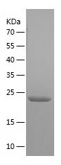    Hikeshi / Recombinant Human Hikeshi