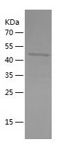    OCT2 / Recombinant Human OCT2