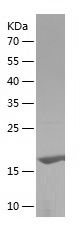    AGR2 / Recombinant Human AGR2