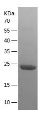    BRD1 / Recombinant Human BRD1