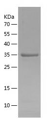    OCT4 / Recombinant Human OCT4