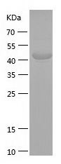    NRXN1 / Recombinant Human NRXN1