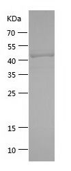    CD223 / Recombinant Human CD223