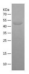    DRK1 / Recombinant Human DRK1