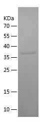    ODAM / Recombinant Human ODAM