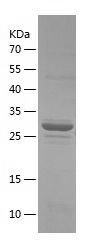    YWHAG / Recombinant Human YWHAG