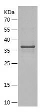    MLANA / Recombinant Human MLANA