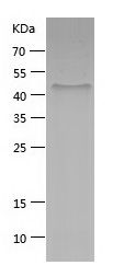    BPIFA1 / Recombinant Human BPIFA1