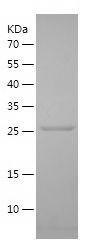    PTPRN / Recombinant Human PTPRN