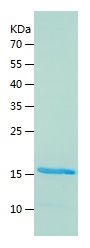    FGF4 / Recombinant Human FGF4