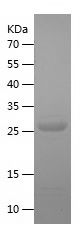    GID8 / Recombinant Human GID8