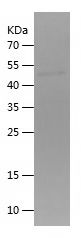 Recombinant Rat HGF