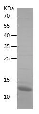    LAMC2 / Recombinant Human LAMC2