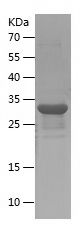    MMP26 / Recombinant Human MMP26