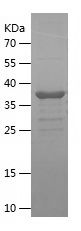    P21 / Recombinant Human P21