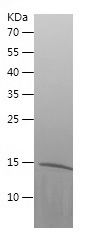 Recombinant Pig CST3