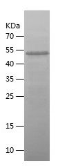    Zyxin / Recombinant Human Zyxin