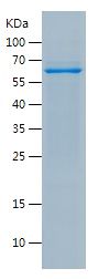    CD30 / Recombinant Human CD30