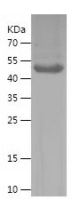    KLK8 / Recombinant Human KLK8