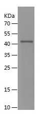    SSX4 / Recombinant Human SSX4