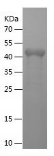 Recombinant Mouse IGG(CH2 CH3)