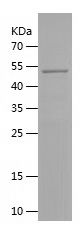    PBX2 / Recombinant Human PBX2