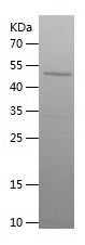    ERRFI1 / Recombinant Human ERRFI1