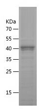    GZMA / Recombinant Human GZMA