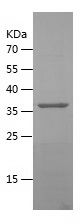    DPP9 / Recombinant Human DPP9