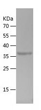    CHURC1 / Recombinant Human CHURC1