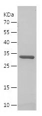    DBI / Recombinant Human DBI