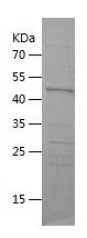    EDRF1 / Recombinant Human EDRF1