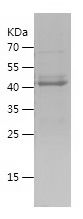    CREB3 / Recombinant Human CREB3