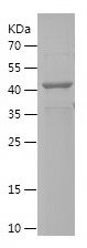    ELP4 / Recombinant Human ELP4