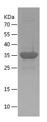    METTL21A / Recombinant Human METTL21A