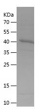    CD86 / Recombinant Human CD86