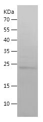    CPR / Recombinant Human CPR