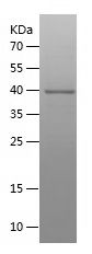    PDIA3 / Recombinant Human PDIA3