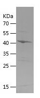    ENDOG / Recombinant Human ENDOG