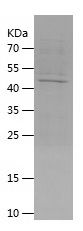    DNPEP / Recombinant Human DNPEP