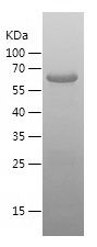    PRCC / Recombinant Human PRCC