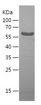    DPYSL5 / Recombinant Human DPYSL5