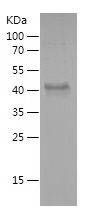    WNT7B / Recombinant Human WNT7B