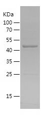    AIFM2 / Recombinant Human AIFM2