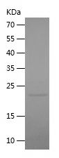 Recombinant Goat IL-1b